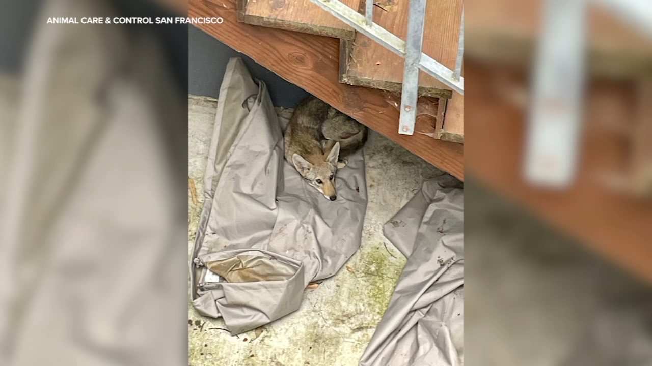 Coyote rescued from backyard of San Francisco home after being stuck for days