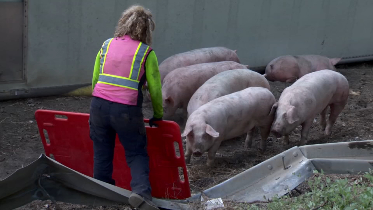 Pig-filled big rig crashed and tipped over on I-80 in Placer County, crews work to corral