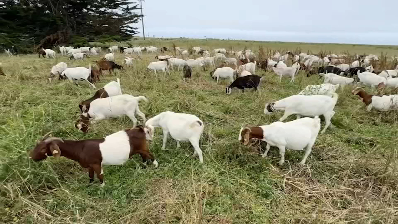 600 goats graze Poplar Beach in Halfmoon Bay to reduce wildfire risk