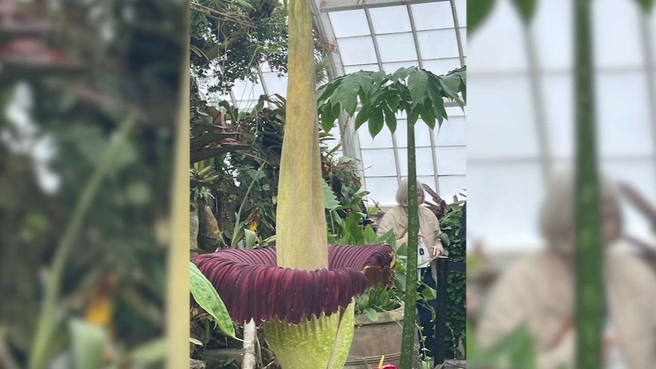 Rare corpse flower, known for its foul odor, blooms at SF's Conservatory of Flowers