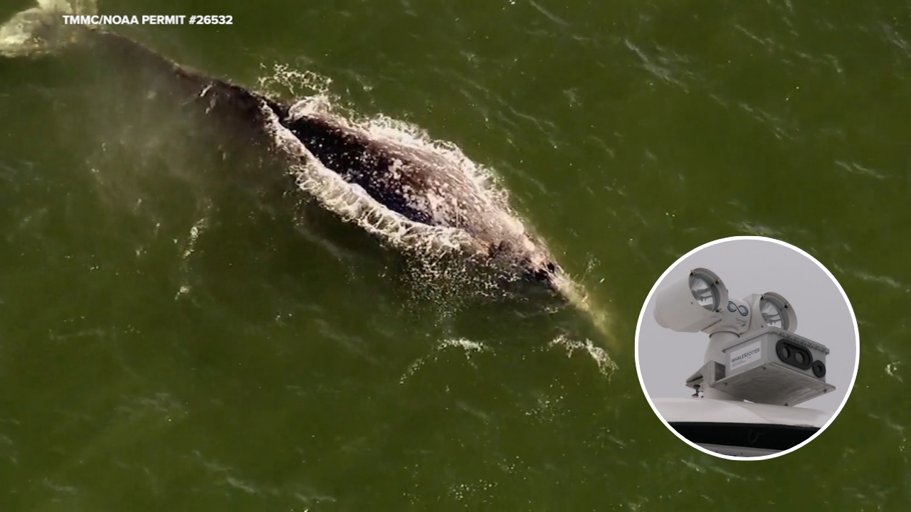 New AI cameras providing Bay Area researchers insight into gray whale behavior