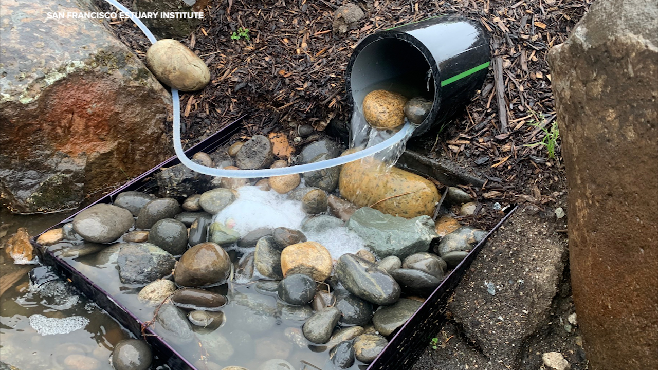 Rain gardens can help filter out toxic pollution in Bay Area cities, new study shows