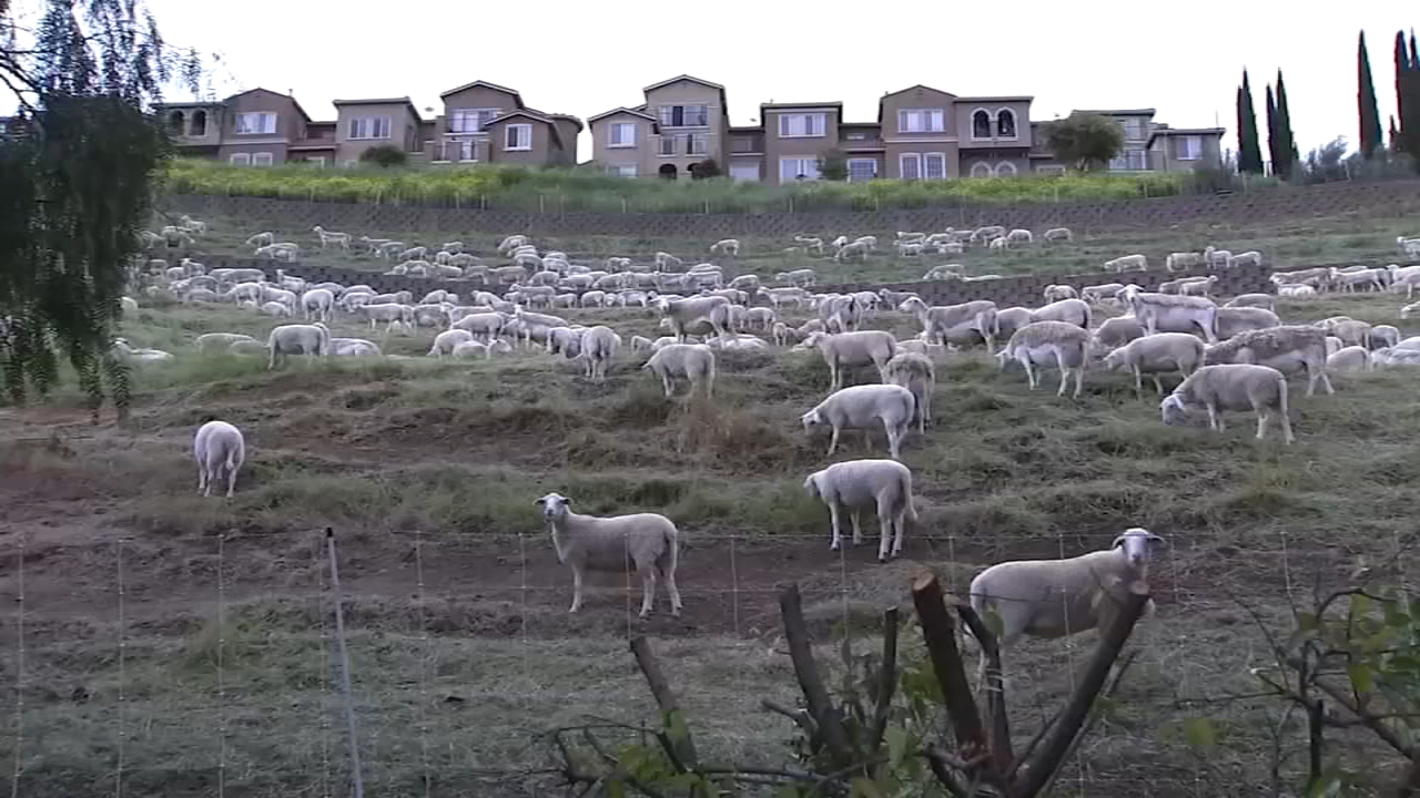 South Bay goat company faces closure as new CA law triggers massive wage increase for herders
