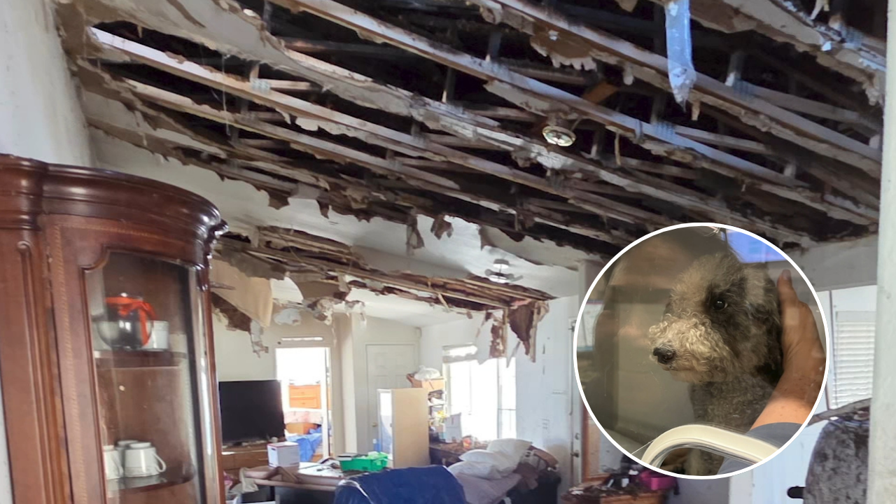 San Jose house fire on July 4 leaves family displaced, dog critically injured | How you can help