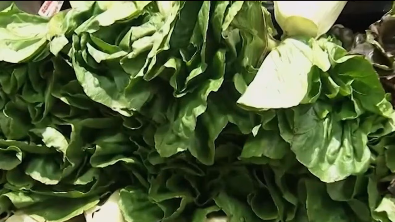 Taylor Farms pulls iceberg lettuce amid cyclosporiasis outbreak
