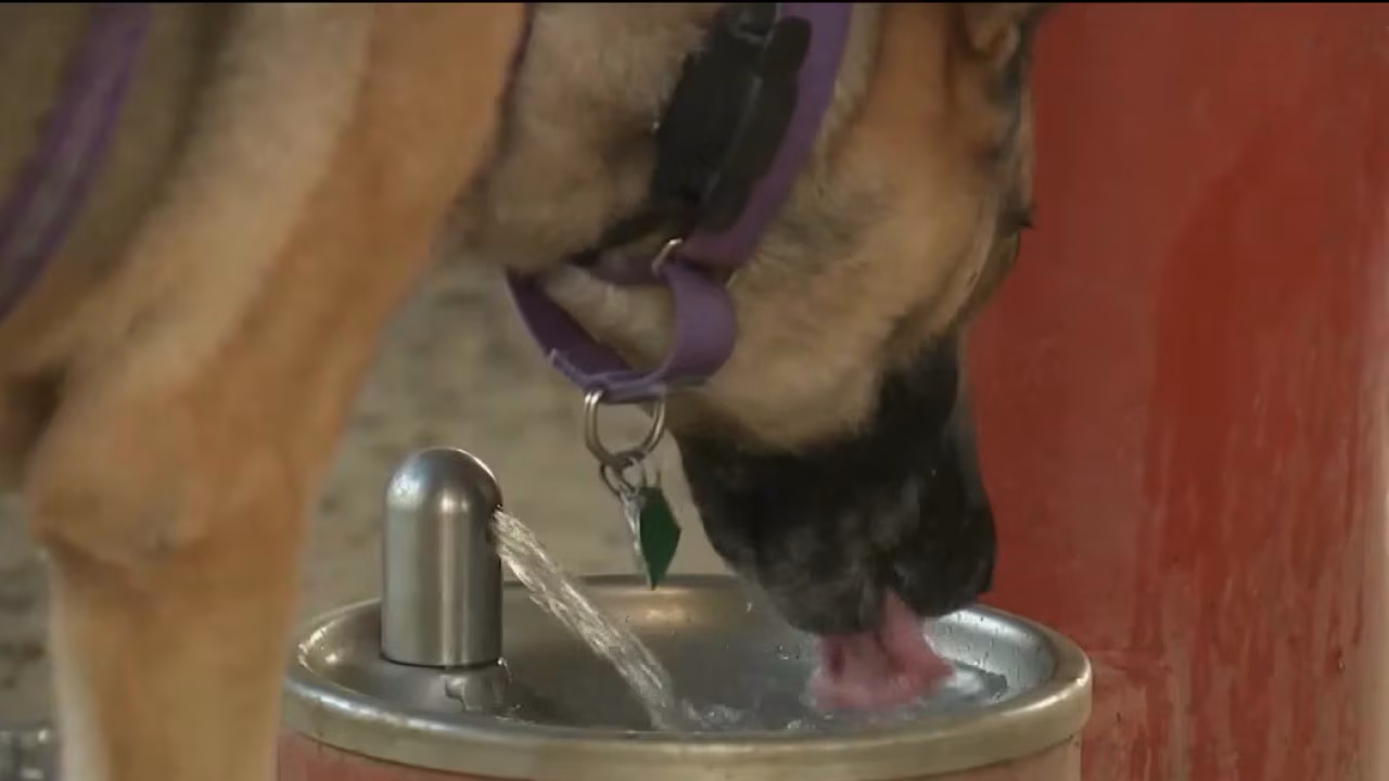 Pet heat safety: staying cool in the summer