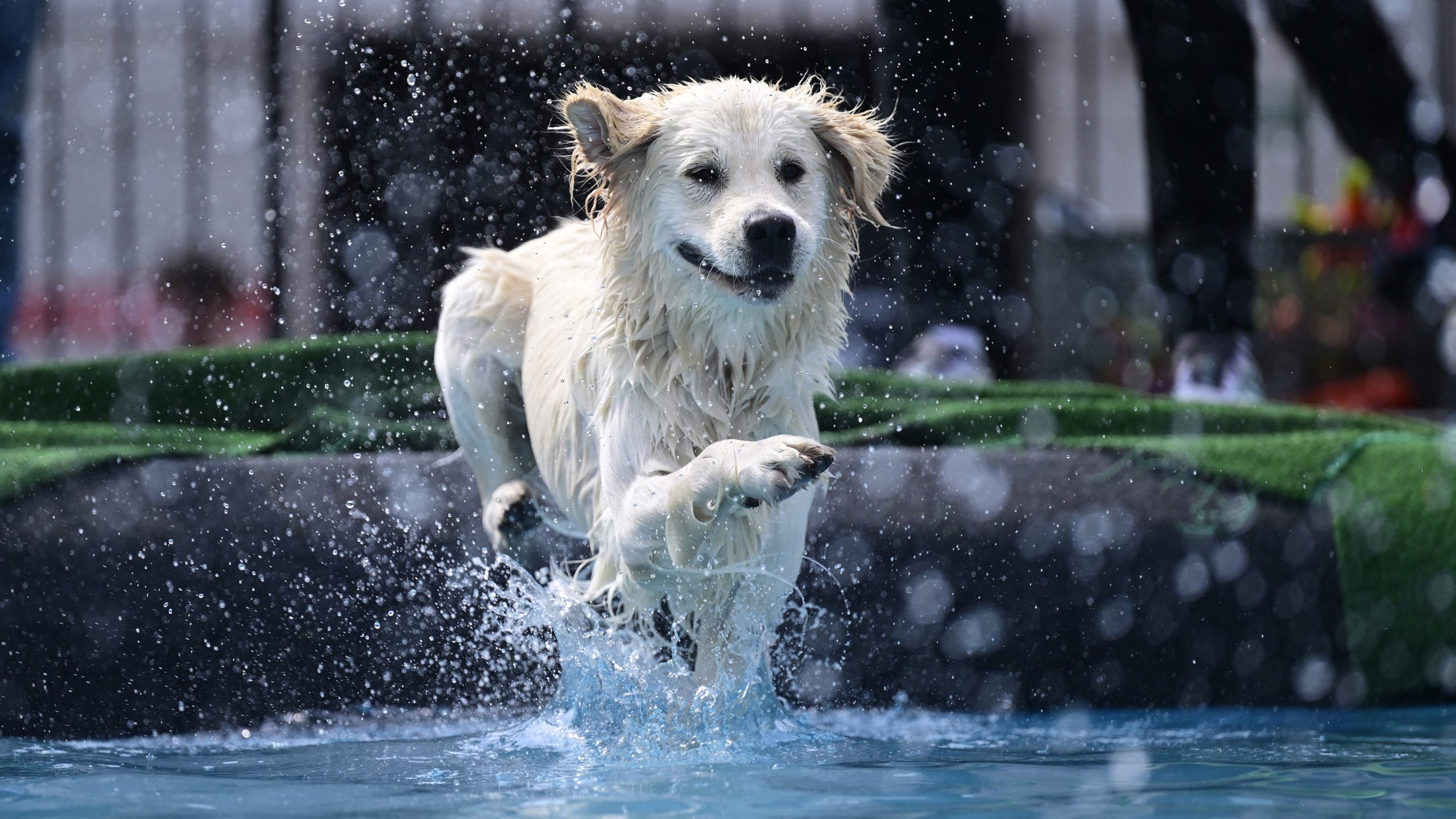 New data reveals the most popular dog breeds in each state